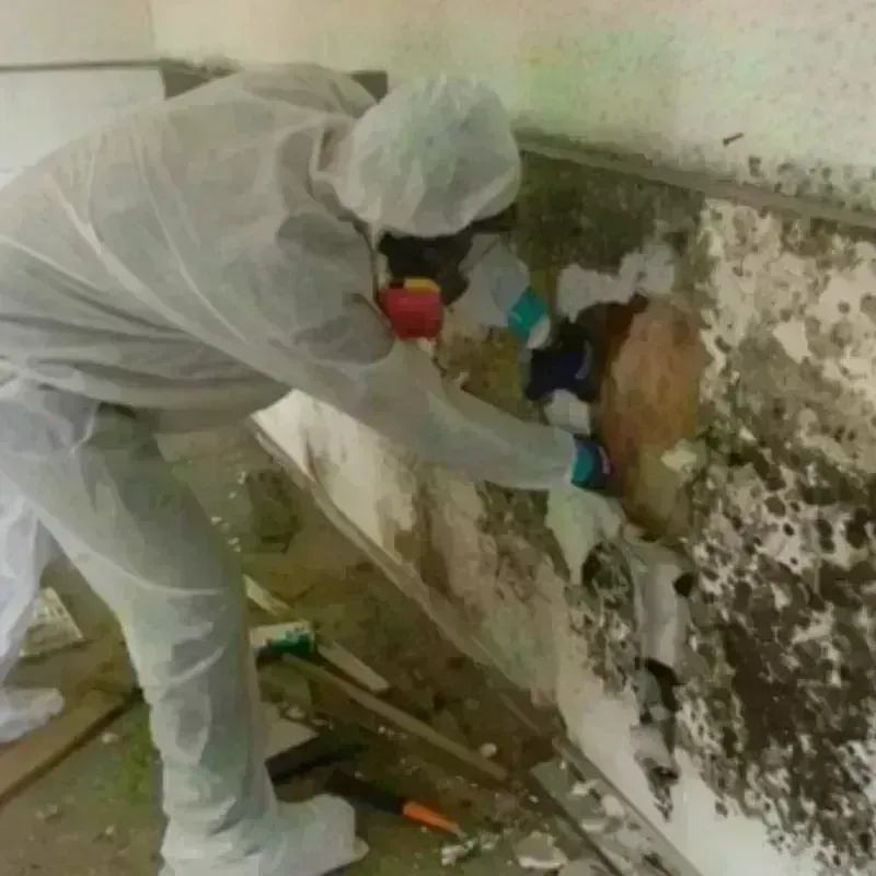 Mold Remediation and Removal in Rochester, WA